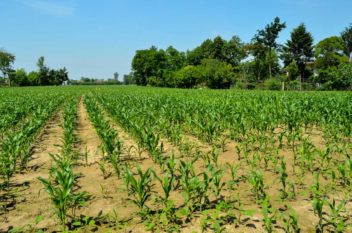 maize-farm